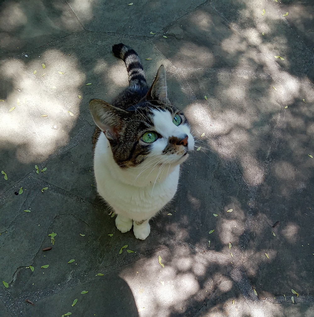 Taylor the cat contemplating dappled sunlight