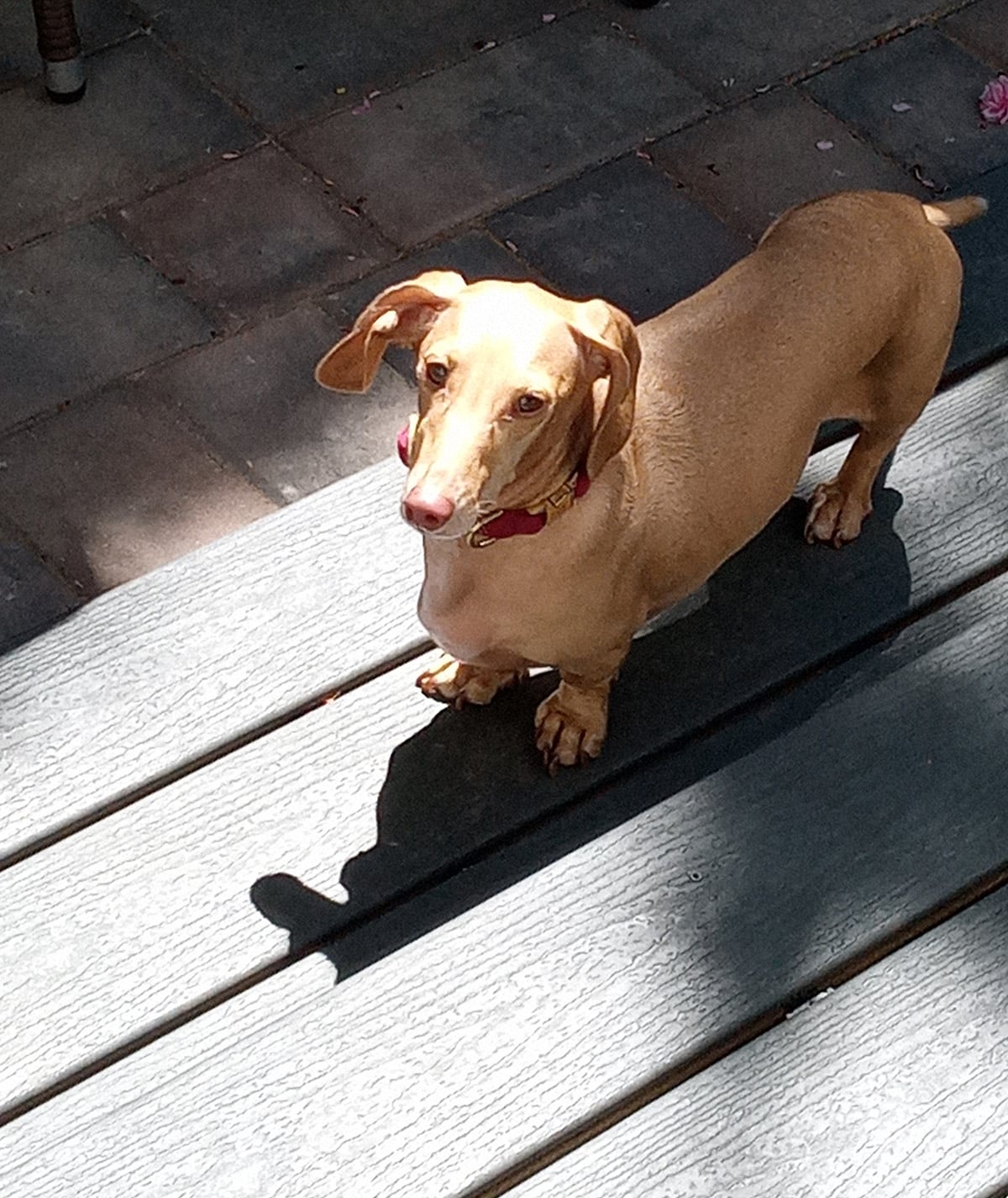 honey colored Dachshund