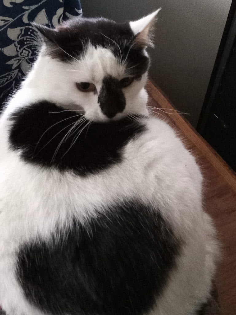 aspen twisting black spotted white cat