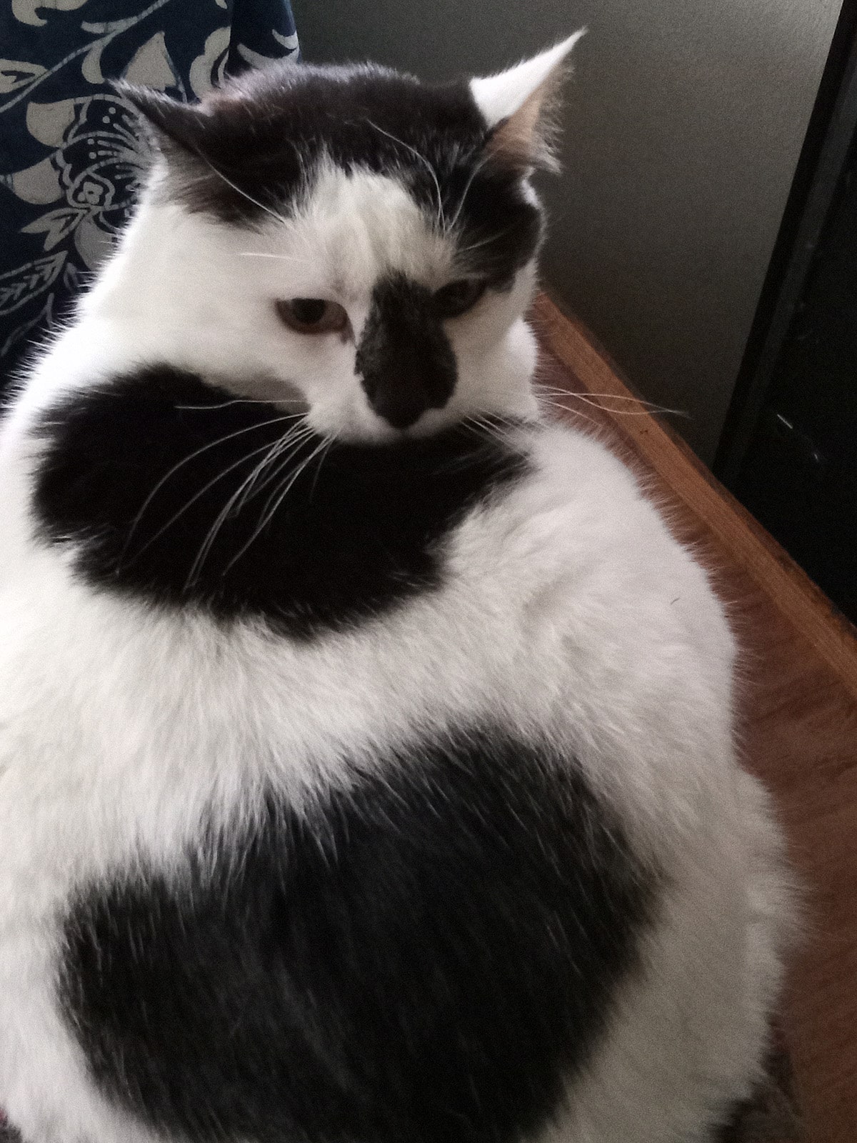 aspen twisting black spotted white cat