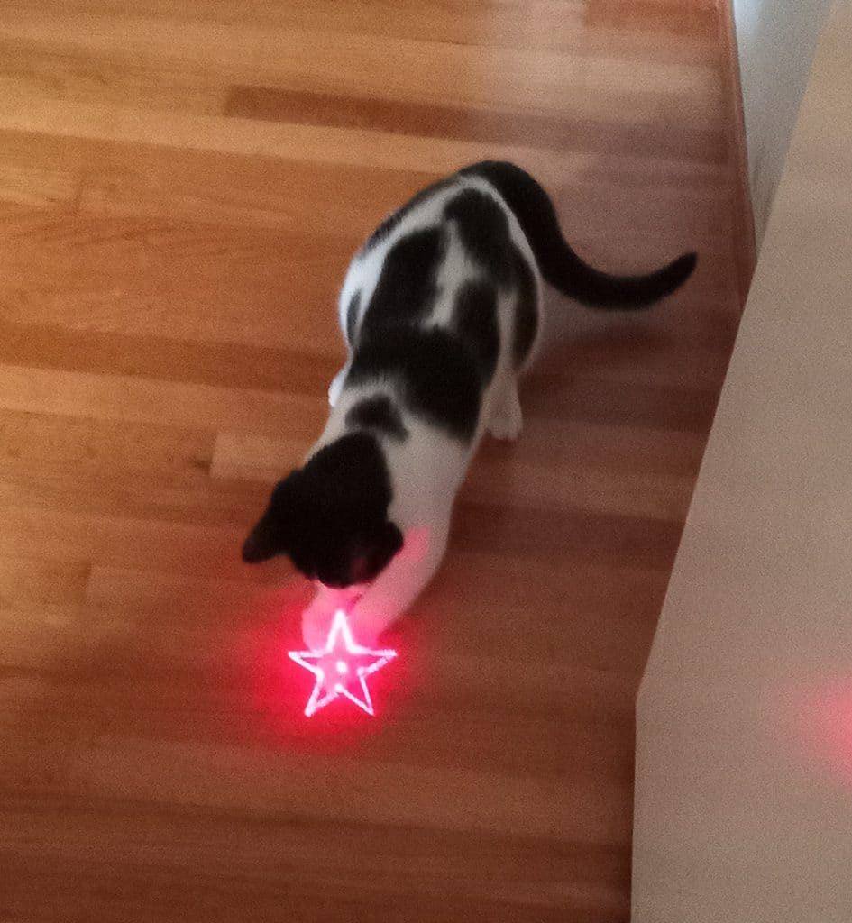 kitten with laser toy