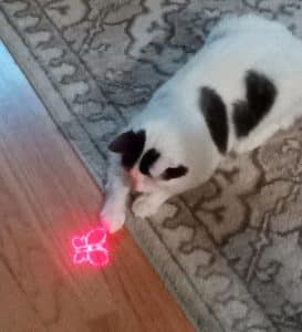 cat chasing laser