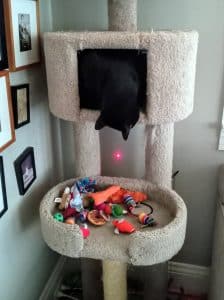 Laser pointer cat toy