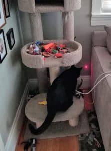 casts who love laser pointers