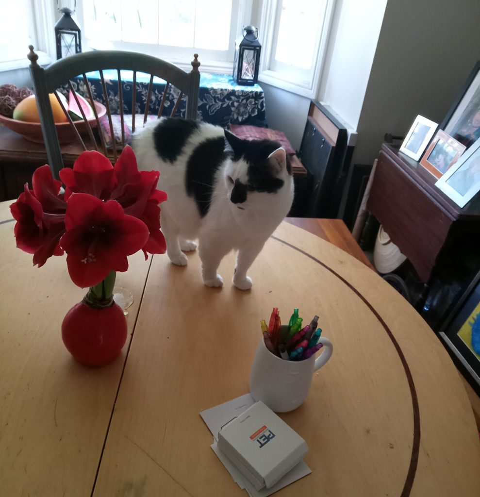 cat with red fuchsias