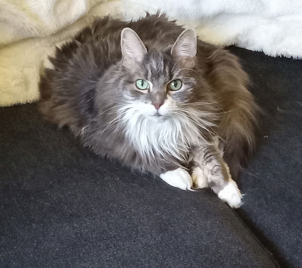 relaxed extra fluffy cat, expand pet sitting income