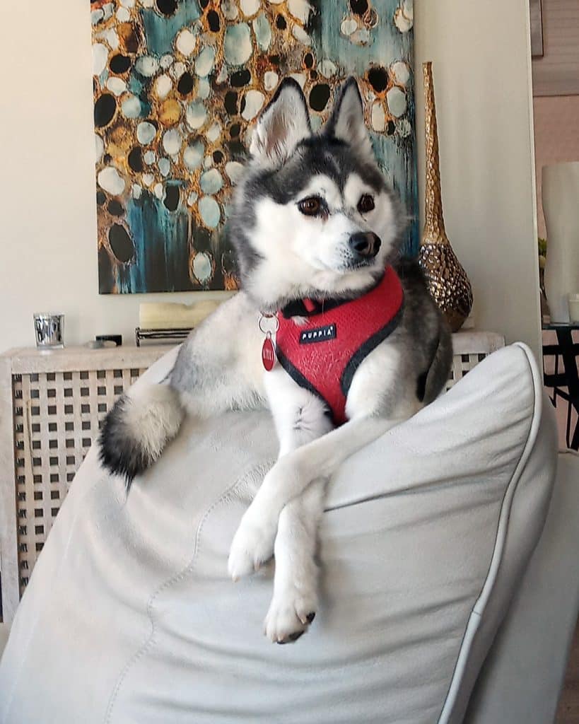 doggie on chair with paws crossed