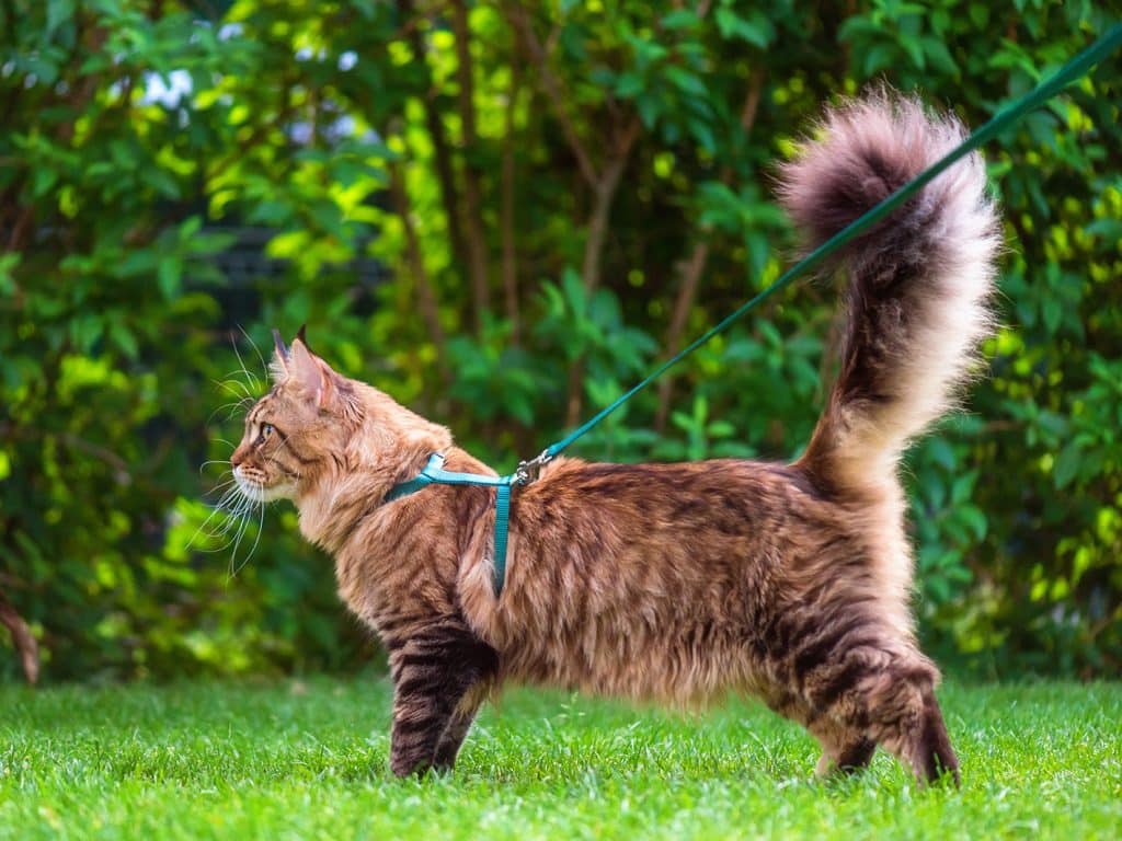cat walking on leash